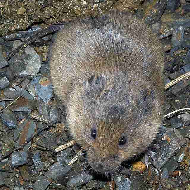 Immunodynamics and infectious disease risk in the natural environment