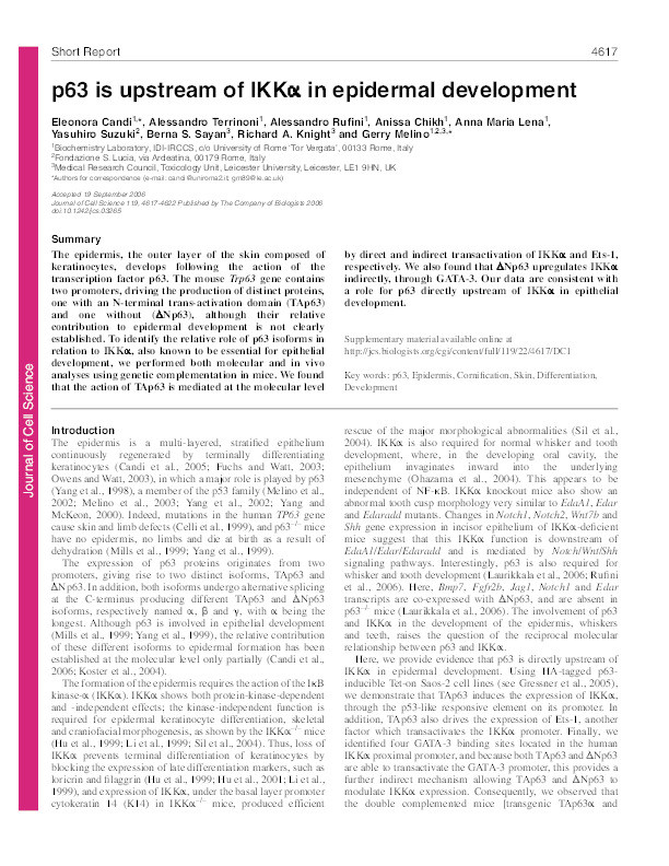p63 is upstream of IKKα in epidermal development Thumbnail