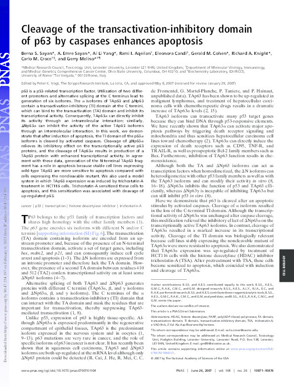 Cleavage of the transactivation-inhibitory domain of p63 by caspases enhances apoptosis Thumbnail