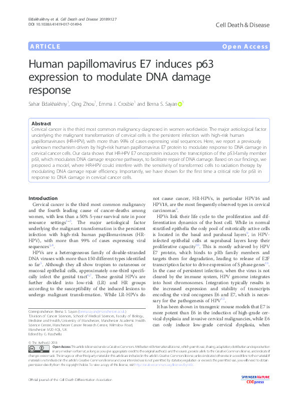 Human papillomavirus E7 induces p63 expression to modulate DNA damage response Thumbnail