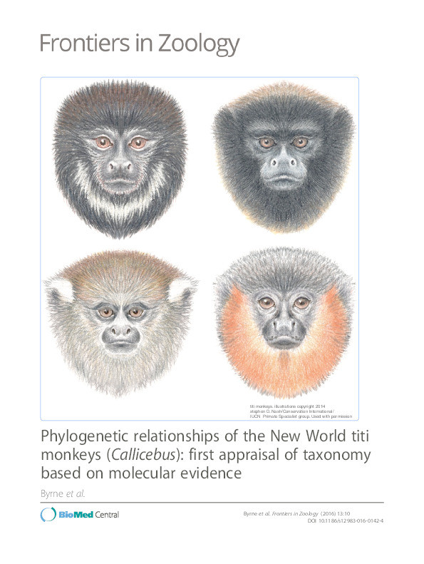 Phylogenetic relationships of the New World titi monkeys (Callicebus) : first appraisal of taxonomy based on molecular evidence Thumbnail