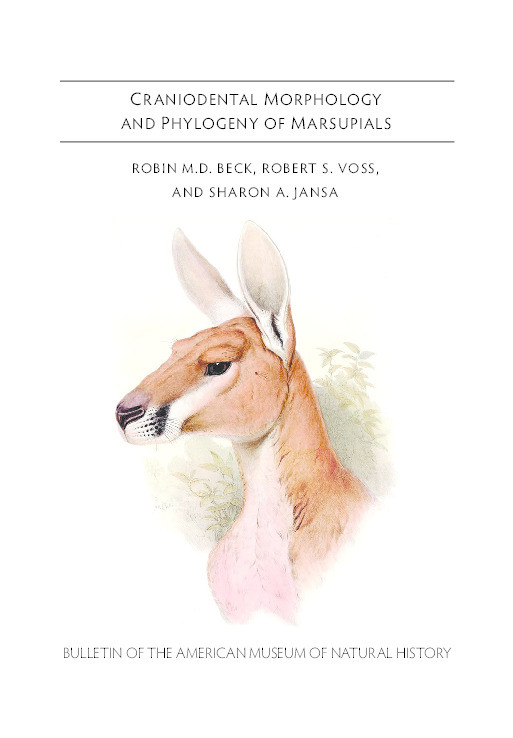 Craniodental morphology and phylogeny of marsupials Thumbnail