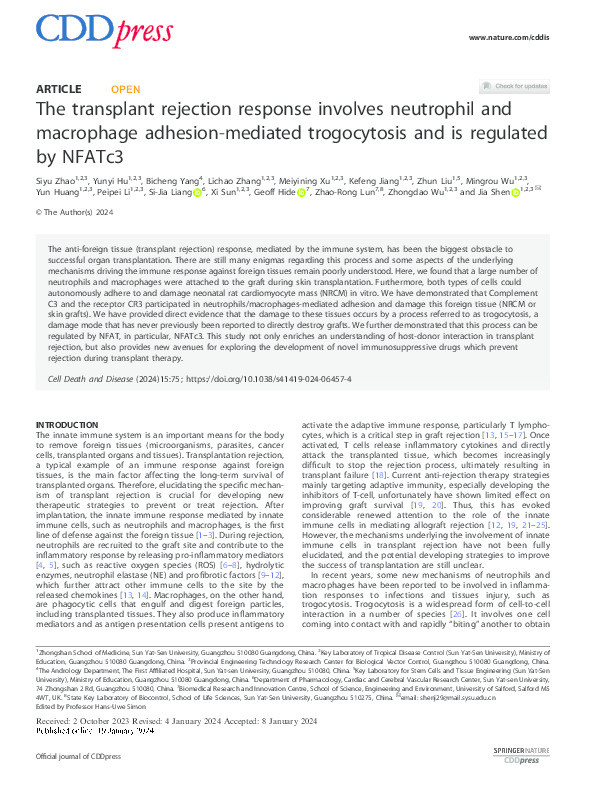 The transplant rejection response involves neutrophil and macrophage adhesion-mediated trogocytosis and is regulated by NFATc3 Thumbnail