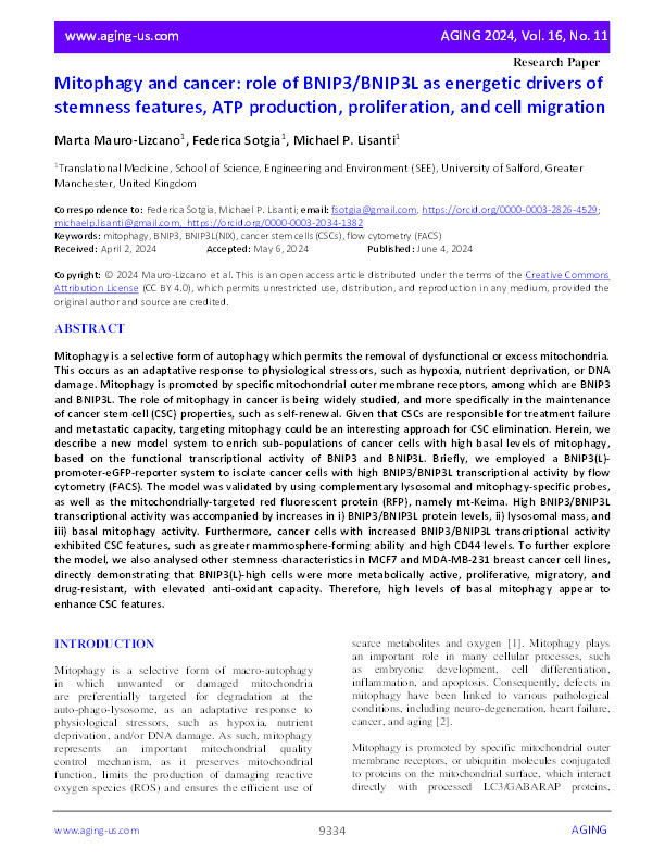 Mitophagy and cancer: role of BNIP3/BNIP3L as energetic drivers of stemness features, ATP production, proliferation, and cell migration Thumbnail